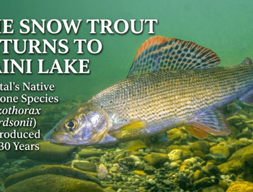 Reintroduction of Himalayan Snow Trout to Naini Lake, Nainital