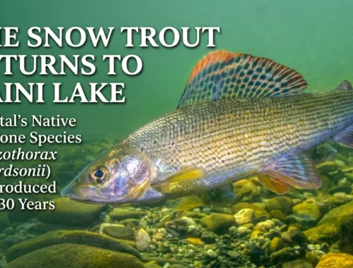 Reintroduction of Himalayan Snow Trout to Naini Lake, Nainital